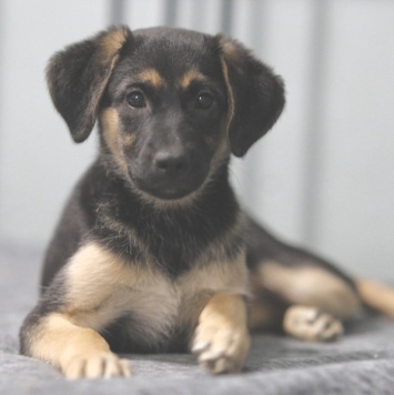 Собаки в добрые руки - Рури