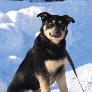 Собаки в добрые руки - Кейт