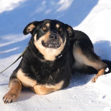 Собаки в добрые руки - Кейт - 1