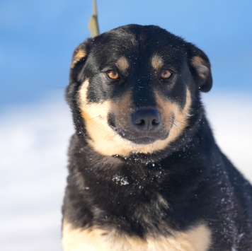 Собаки в добрые руки - Кейт - 3