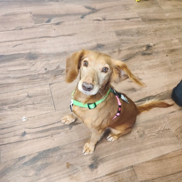 Собаки в добрые руки - Ляся