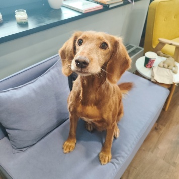 Собаки в добрые руки - Ляся - 1