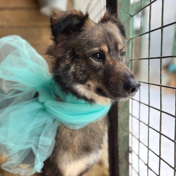 Собаки в добрые руки - Гренка