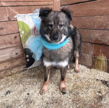 Собаки в добрые руки - Гренка - 1