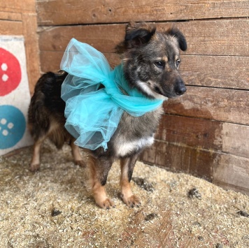 Собаки в добрые руки - Гренка - 2