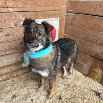 Собаки в добрые руки - Гренка - 3