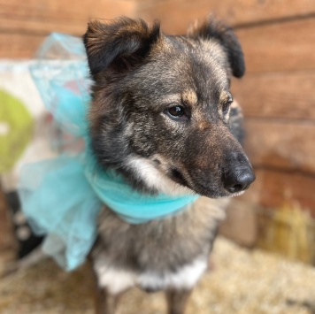 Собаки в добрые руки - Гренка - 4