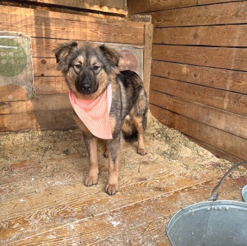 Собаки в добрые руки - Тузик