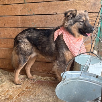 Собаки в добрые руки - Тузик - 2