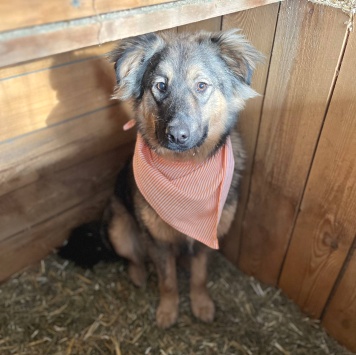 Собаки в добрые руки - Тузик - 3