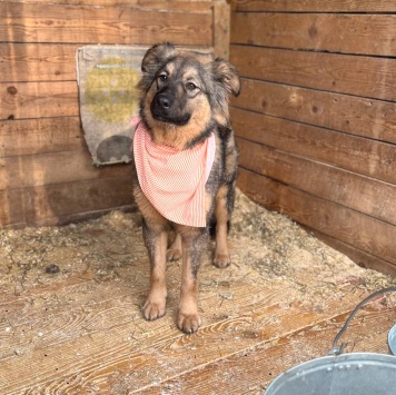 Собаки в добрые руки - Тузик - 4