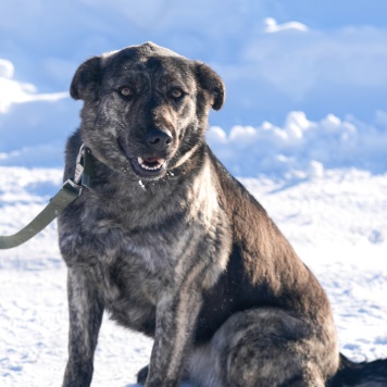Собаки в добрые руки - Бетти