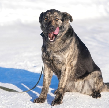 Собаки в добрые руки - Бетти - 1