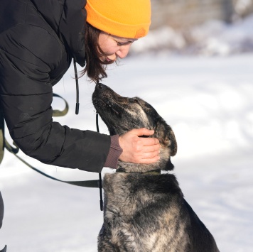 Собаки в добрые руки - Бетти - 2