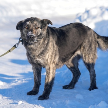 Собаки в добрые руки - Бетти - 3