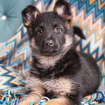 Собаки в добрые руки - Айрис