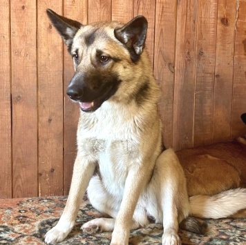 Молли - Собаки в добрые руки