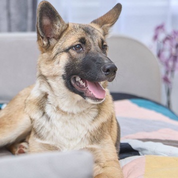 Собаки в добрые руки - Молли - 1