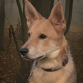 Собаки в добрые руки - Леон - 1