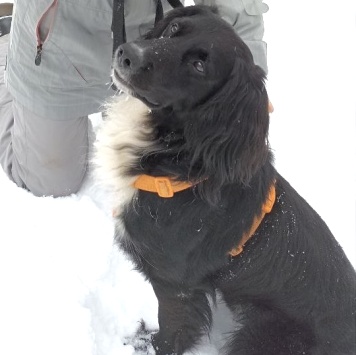 Собаки в добрые руки - Ричард