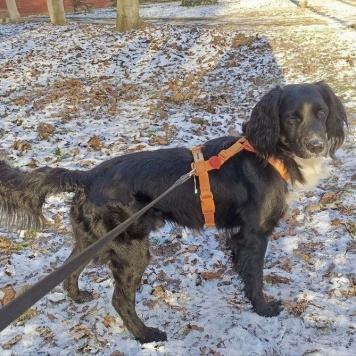 Собаки в добрые руки - Ричард - 1