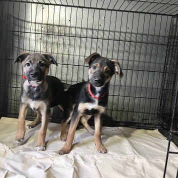 Собаки в добрые руки - Сестрёнки - 1