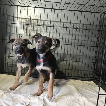 Собаки в добрые руки - Сестрёнки - 2