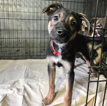 Собаки в добрые руки - Сестрёнки - 3