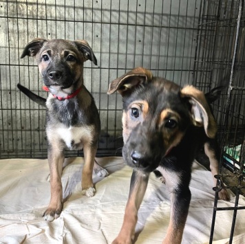 Собаки в добрые руки - Сестрёнки - 4