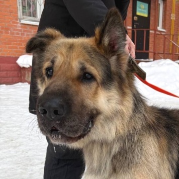 Собаки в добрые руки - Фергус