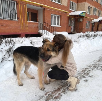 Собаки в добрые руки - Фергус - 1