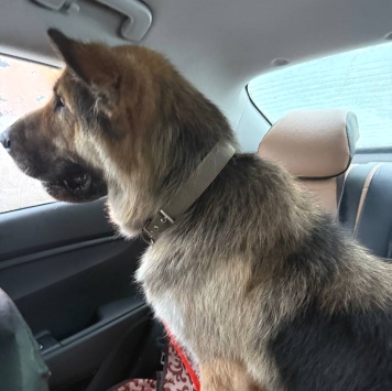 Собаки в добрые руки - Фергус - 2