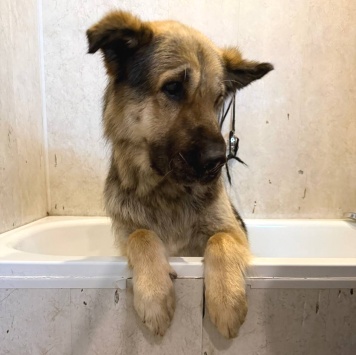 Собаки в добрые руки - Фергус - 3