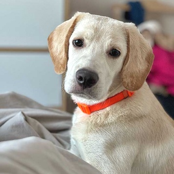 Баки - Собаки в добрые руки