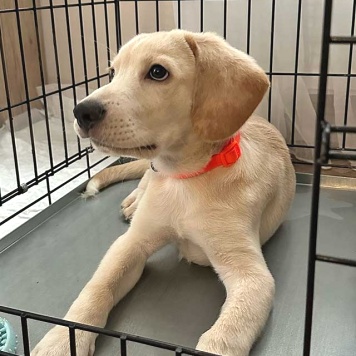 Собаки в добрые руки - Баки - 1