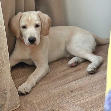 Собаки в добрые руки - Баки - 2