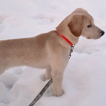 Собаки в добрые руки - Баки - 3