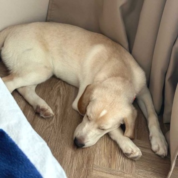 Собаки в добрые руки - Баки - 4