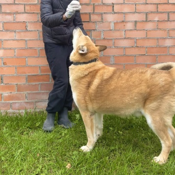 Собаки в добрые руки - Большунов - 1