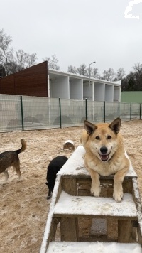 Собаки в добрые руки - Большунов - 3