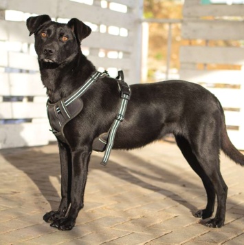 Собаки в добрые руки - Альма