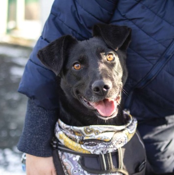 Собаки в добрые руки - Альма - 1