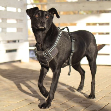 Собаки в добрые руки - Альма - 2