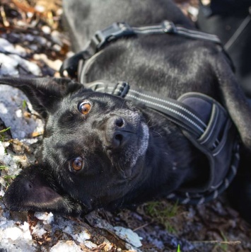 Собаки в добрые руки - Альма - 3