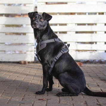 Собаки в добрые руки - Альма - 4