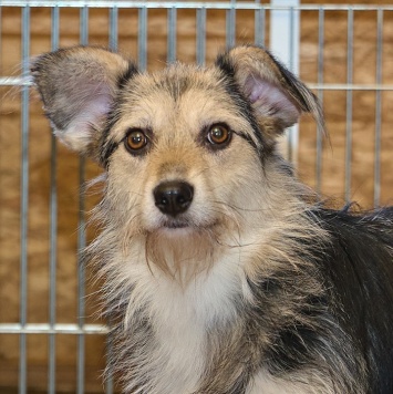 Собаки в добрые руки - Динка