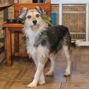 Собаки в добрые руки - Динка - 1