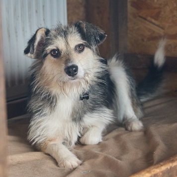 Собаки в добрые руки - Динка - 2