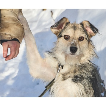 Собаки в добрые руки - Динка - 4