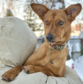 Собаки в добрые руки - Винки